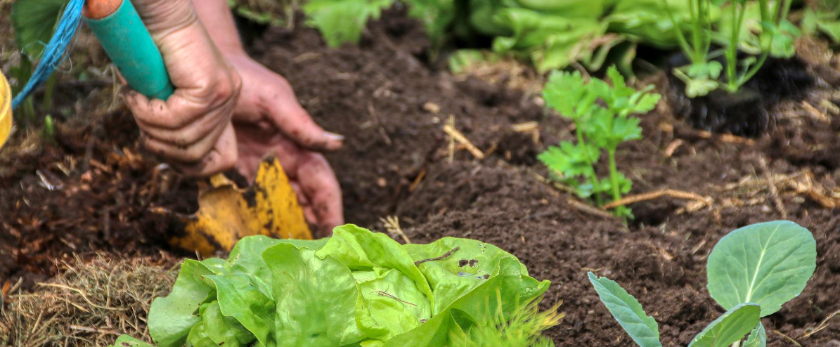 Essential Gardening Tips Essential Gardening Tips